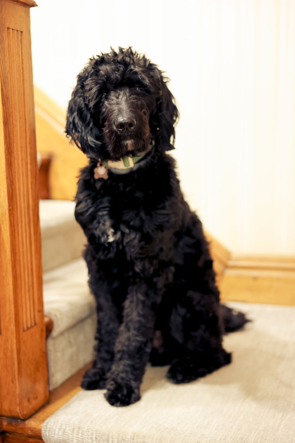 Maverick : Family Comfort Specialist